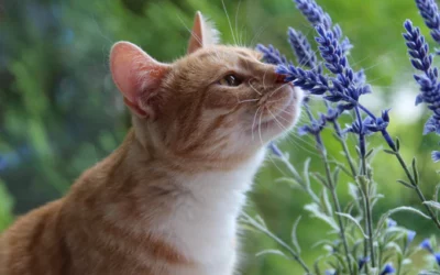 Comment contribuer au bien-être de votre animal grâce aux soins naturels ?