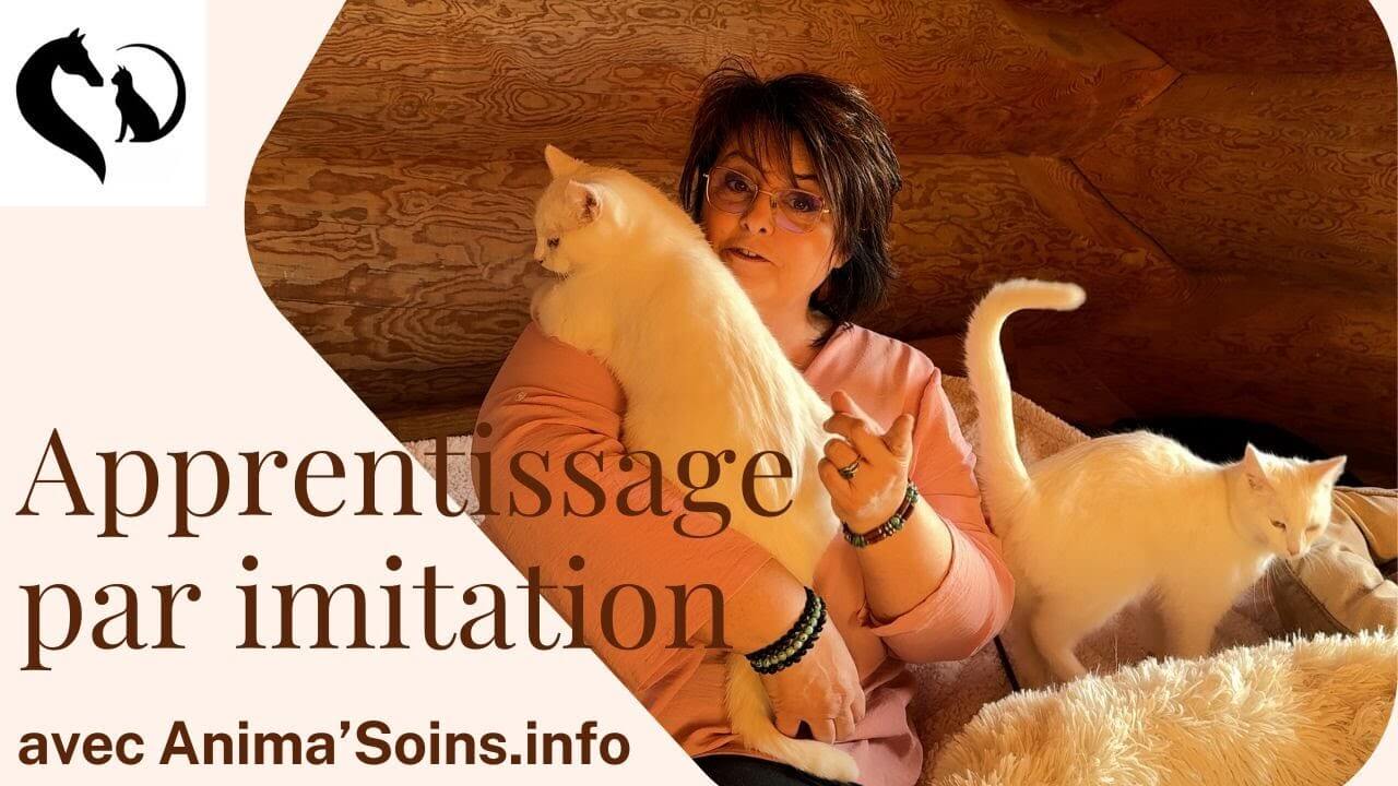 apprentissage par imitation