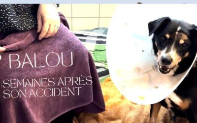 L’inspirante survie de Balou après son accident