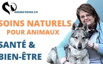 Produits naturels pour animaux : simple mode ou réel bénéfice ?