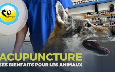 Quand utiliser l’acupuncture chez les animaux pour leur bien-être ?