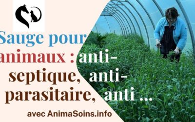 Les bienfaits de l’hydrolat de sauge pour le bien-être de votre animal