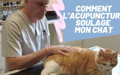 Quand choisir l’acupuncture pour soulager animal et contribuer à son bien-être ?