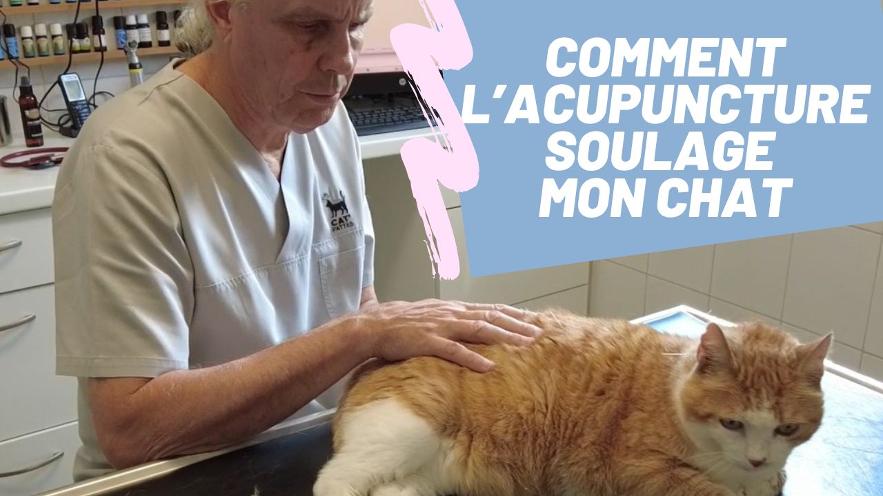 Quand choisir l’acupuncture pour soulager animal et contribuer à son bien-être ?