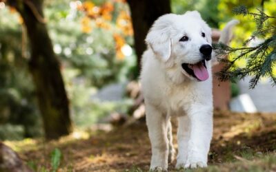 Que faites-vous pour la santé et le bien-être de votre chien ?