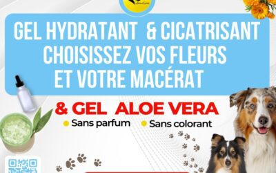 Pourquoi prendre soin des coussinets de votre chat et de votre chien ? Ma recette d’un gel naturel hydratant et cicatrisant