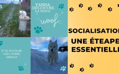 Pourquoi une riche socialisation avant 4 mois est essentielle pour le bien-être quotidien de votre chiot ?