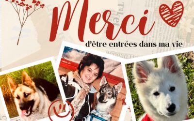 Apprenez à dire MERCI à votre chien et testez ce rituel de gratitude et ses bienfaits.