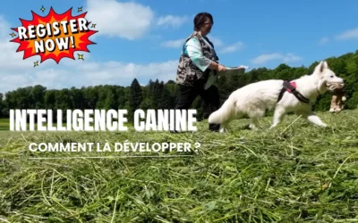 Mieux comprendre et stimuler l’intelligence de son chien : la clé d’un chien équilibré, zen dans ses pattes !
