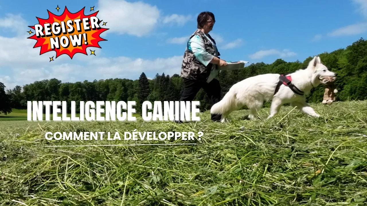 Intelligence canine