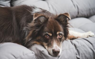 Pour un chien « Zen dans ses pattes » : semer aujourd’hui la sérénité de demain