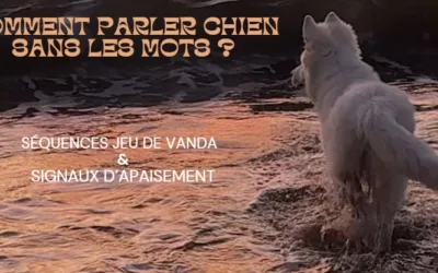 Comprendre les émotions de notre chien : un atout essentiel pour son bien-être
