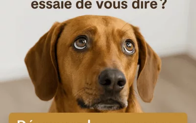 Et si vous écoutiez enfin ce que votre chien essaie de vous dire ?